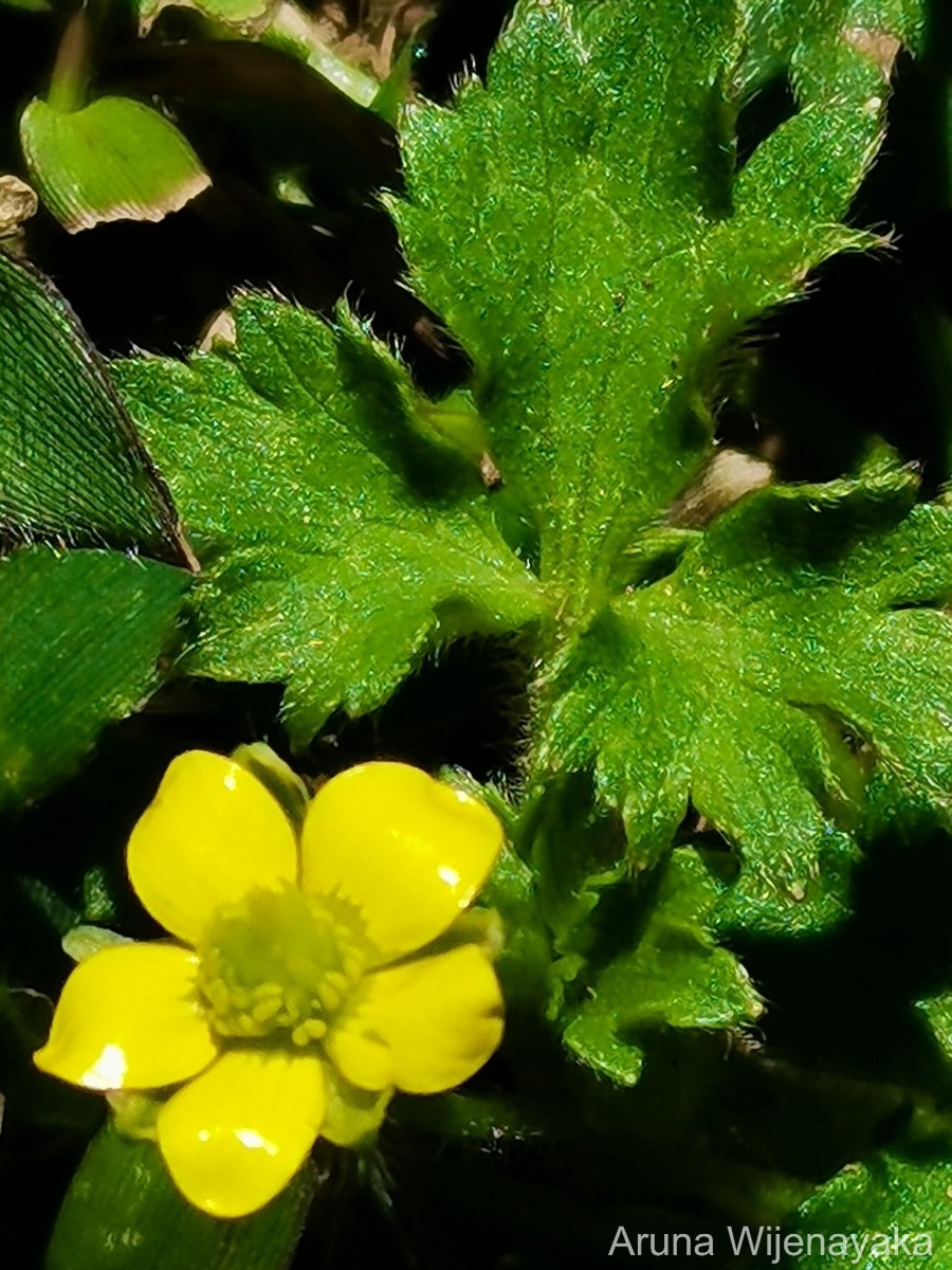 Ranunculus wallichianus Wight & Arn.